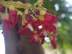 Averrhoa bilimbi