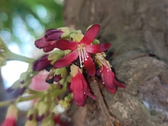 Averrhoa bilimbi