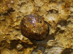 Patella caerulea