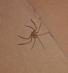 Heteropodinae