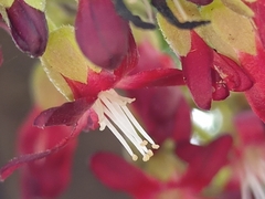 Averrhoa bilimbi