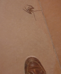 Heteropodinae