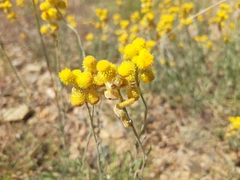 Chrysocephalum apiculatum