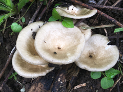 Lentinus