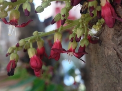 Averrhoa bilimbi