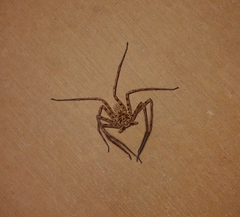 Heteropodinae