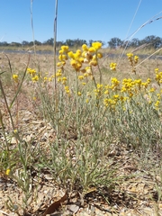 Chrysocephalum apiculatum