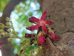 Averrhoa bilimbi