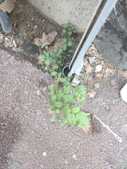 Amaranthus deflexus