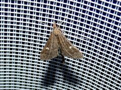 Dolicharthria punctalis