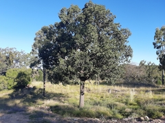 Brachychiton