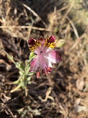 Alstroemeria pulchra