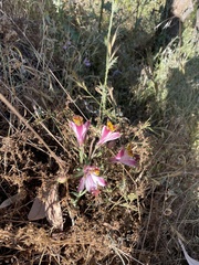 Alstroemeria pulchra