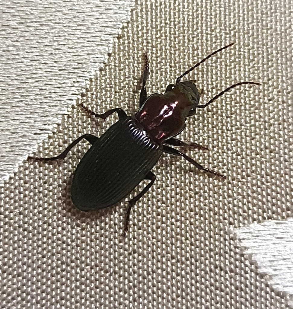 Trichopselaphus