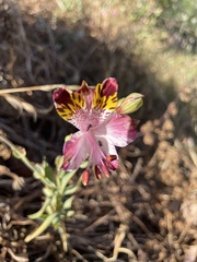 Alstroemeria pulchra