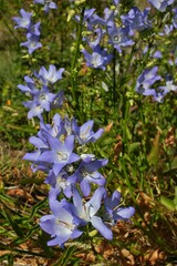 Campanula pyramidalis