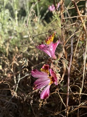 Alstroemeria pulchra