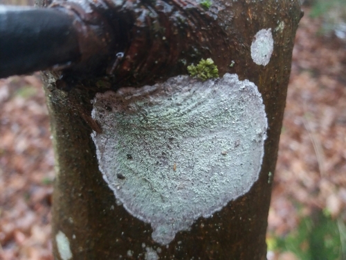 rozsypavka striebristá (Phlyctis argena)