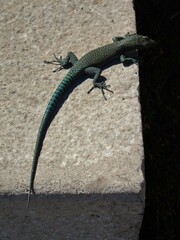 Dalmatolacerta oxycephala