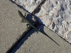 Dalmatolacerta oxycephala