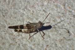 Oedipoda germanica meridionalis