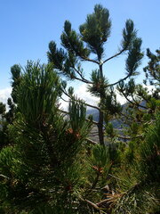 Pinus heldreichii