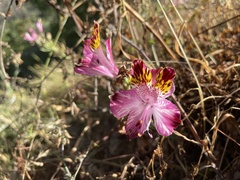 Alstroemeria pulchra