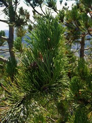 Pinus heldreichii