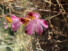Alstroemeria pulchra