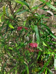 Grevillea diffusa