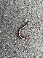 Cormocephalus nitidus