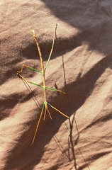 Phalces brevis