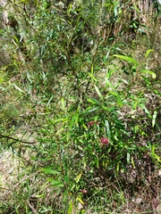 Grevillea diffusa