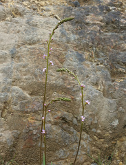 Stylidium armeria