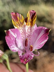 Alstroemeria pulchra