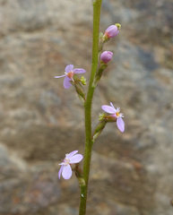 Stylidium armeria