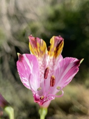 Alstroemeria pulchra