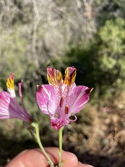 Alstroemeria pulchra