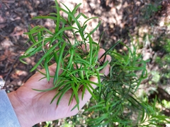 Podocarpus spinulosus