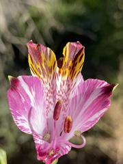 Alstroemeria pulchra