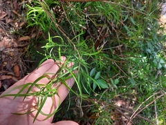 Podocarpus spinulosus