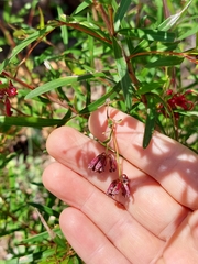 Grevillea diffusa