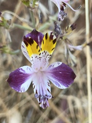 Alstroemeria pulchra