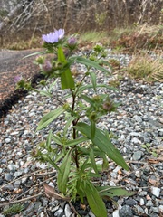 Symphyotrichum novi-belgii