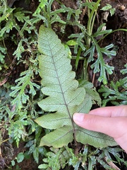 Stegnogramma wilfordii