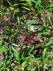 Grevillea diffusa