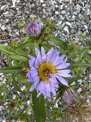 Symphyotrichum novi-belgii