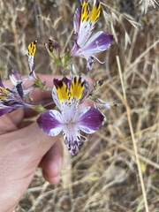 Alstroemeria pulchra