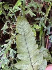 Stegnogramma wilfordii