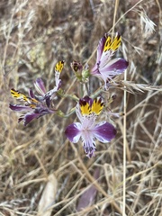 Alstroemeria pulchra
